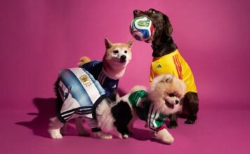 Новый фан-мерч Adidas: форма сборных теперь есть и для собак