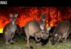 «Как задумал Нолан»: WWF переосмыслил главный мем вокруг IMAX