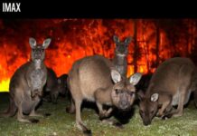 «Как задумал Нолан»: WWF переосмыслил главный мем вокруг IMAX