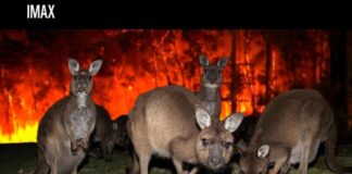 «Как задумал Нолан»: WWF переосмыслил главный мем вокруг IMAX