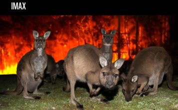 «Как задумал Нолан»: WWF переосмыслил главный мем вокруг IMAX