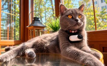Коты-детективы вышли на поиски: Whiskas снабдил животных камерами для поиска потеряшек