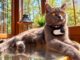 Коты-детективы вышли на поиски: Whiskas снабдил животных камерами для поиска потеряшек