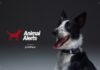 Собаки на страже города: PetPace использовала умные ошейники для предупреждения о землетрясениях