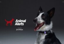 Собаки на страже города: PetPace использовала умные ошейники для предупреждения о землетрясениях
