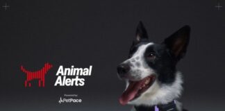 Собаки на страже города: PetPace использовала умные ошейники для предупреждения о землетрясениях
