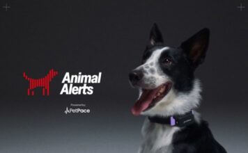 Собаки на страже города: PetPace использовала умные ошейники для предупреждения о землетрясениях