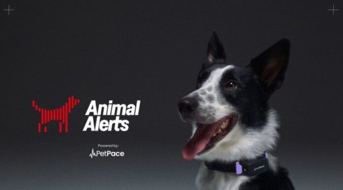 Собаки на страже города: PetPace использовала умные ошейники для предупреждения о землетрясениях