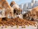 KazPetFood и немецкая Wagner запустят первый в Казахстане завод кормов для питомцев